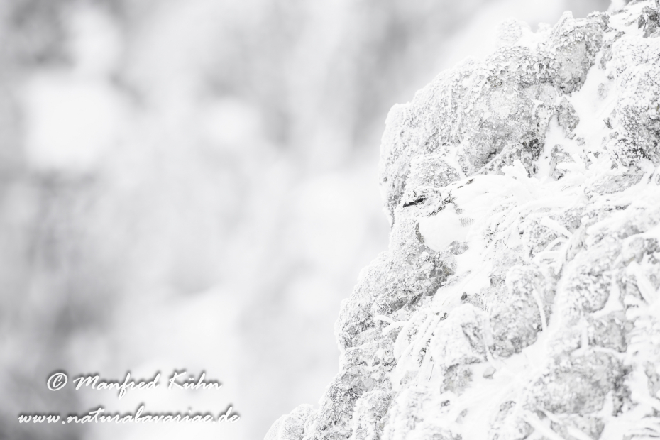 Schneehuhn  (Alpen-)_0050