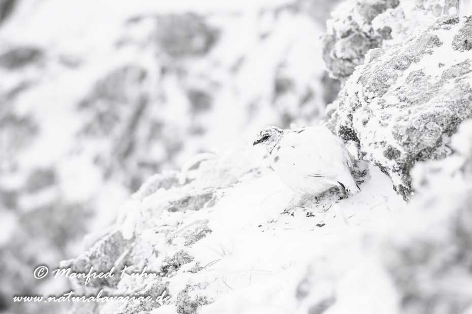 Schneehuhn  (Alpen-)_0051