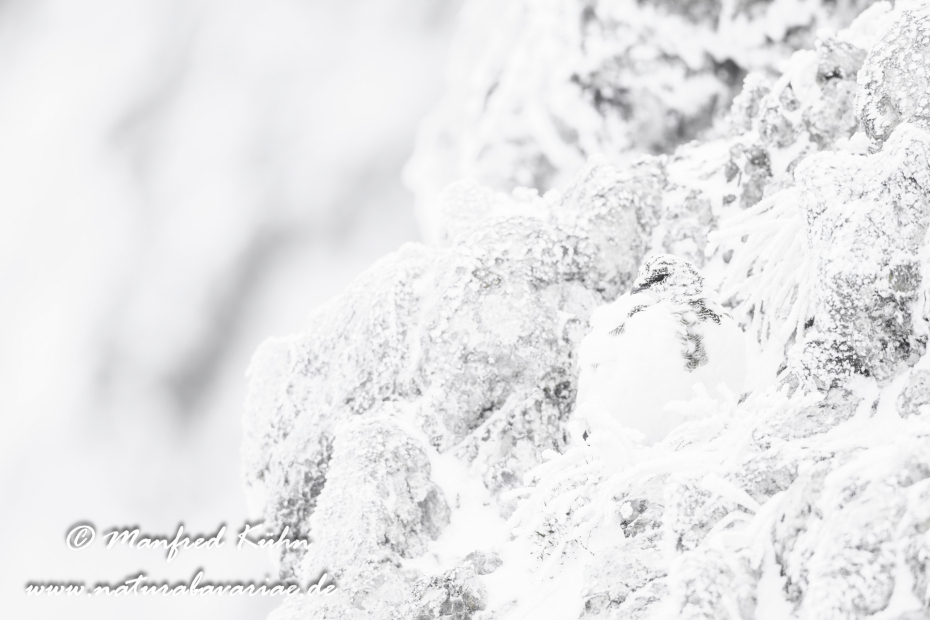Schneehuhn  (Alpen-)_0052