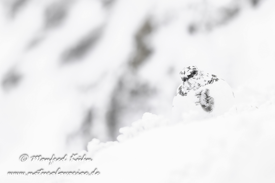 Schneehuhn  (Alpen-)_0058