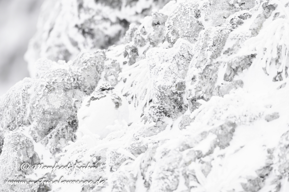 Schneehuhn  (Alpen-)_0076