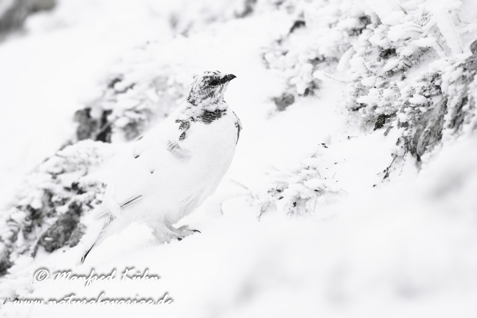 Schneehuhn  (Alpen-)_0077