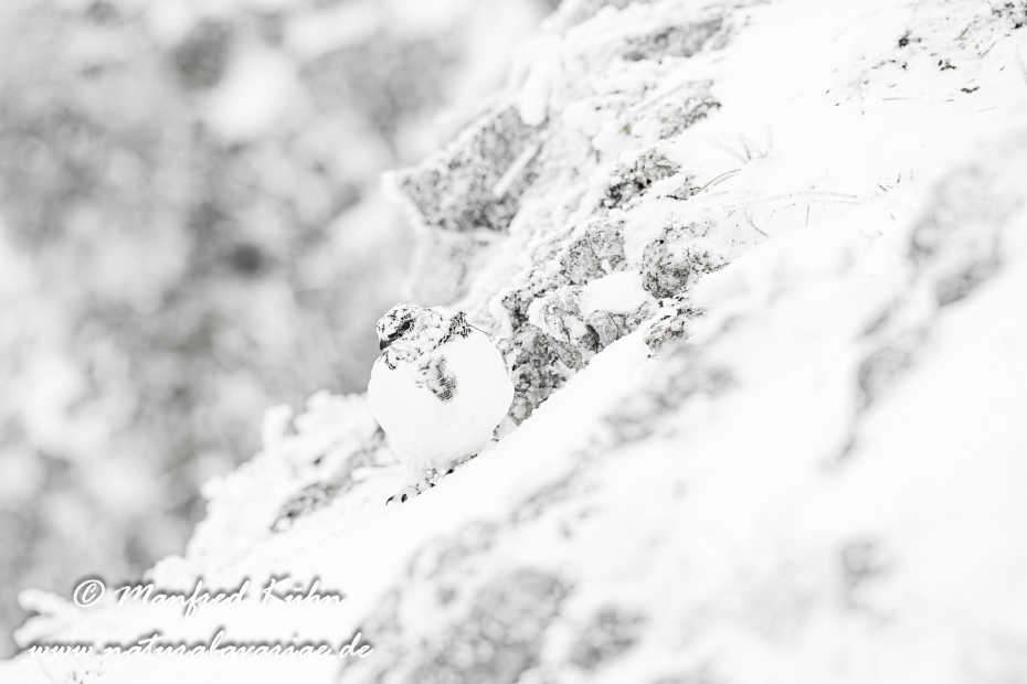 Schneehuhn  (Alpen-)_0079