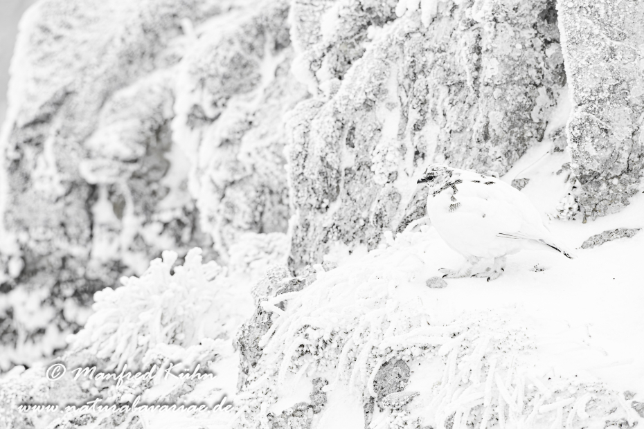 Schneehuhn  (Alpen-)_0081