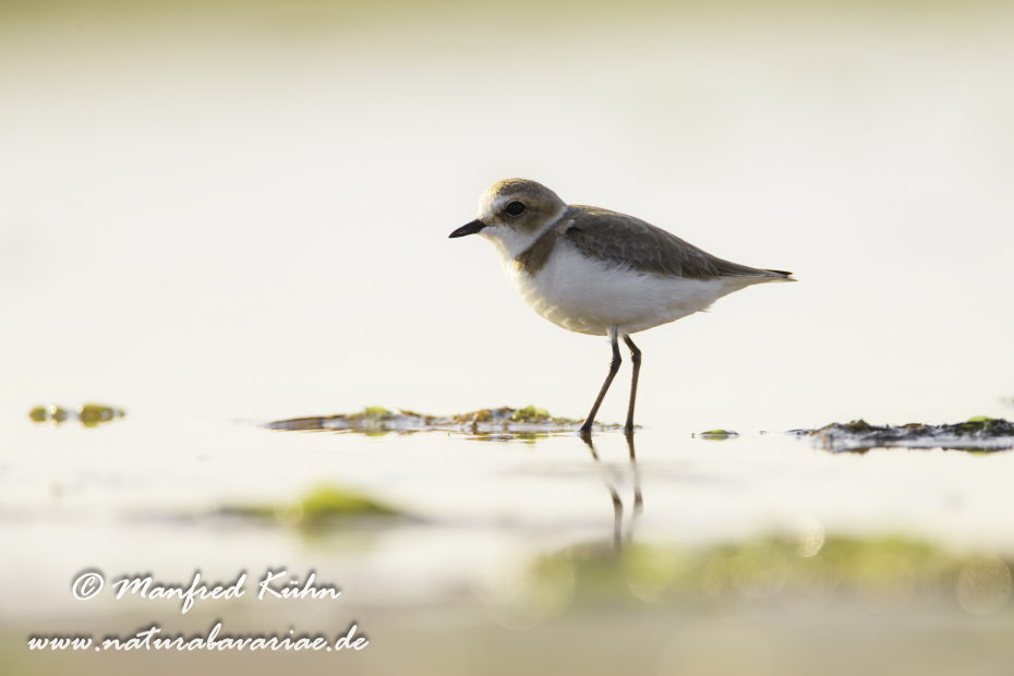 Seeregenpfeifer ()_0032