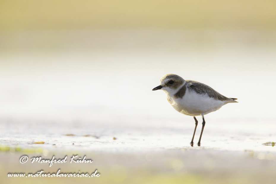Seeregenpfeifer ()_0043