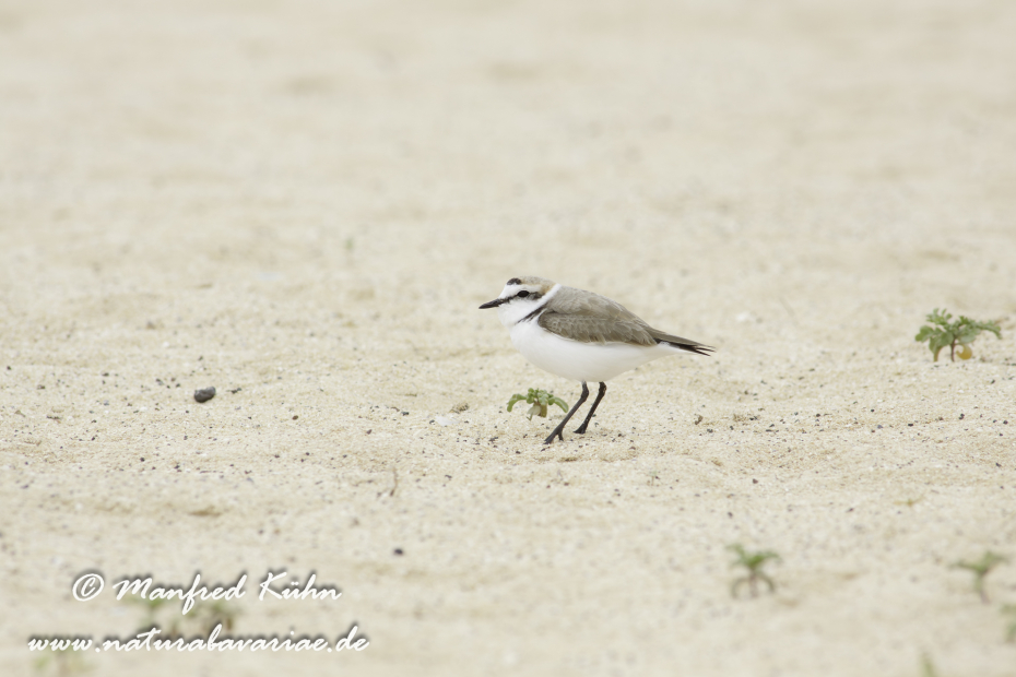 Seeregenpfeifer ()_0060