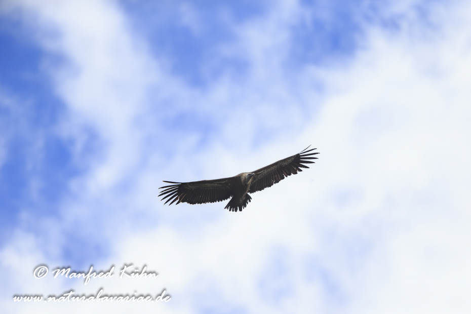 Gänsegeier ()_0032