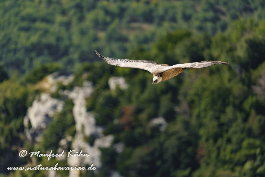 Gänsegeier ()_0249