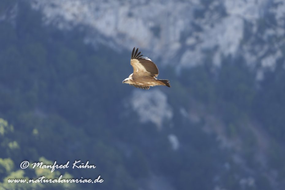 Gänsegeier ()_0253
