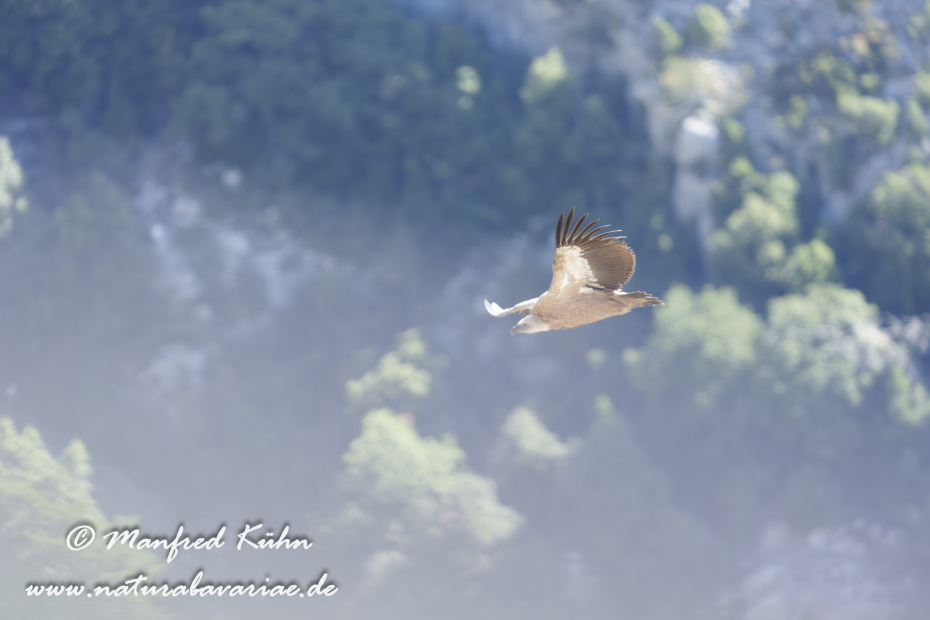 Gänsegeier ()_0255