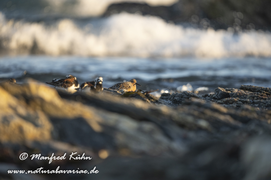 Knutt ()_0016