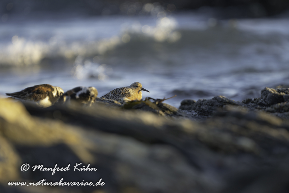 Knutt ()_0022