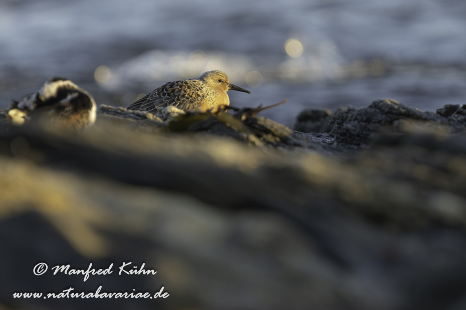 Knutt ()_0030