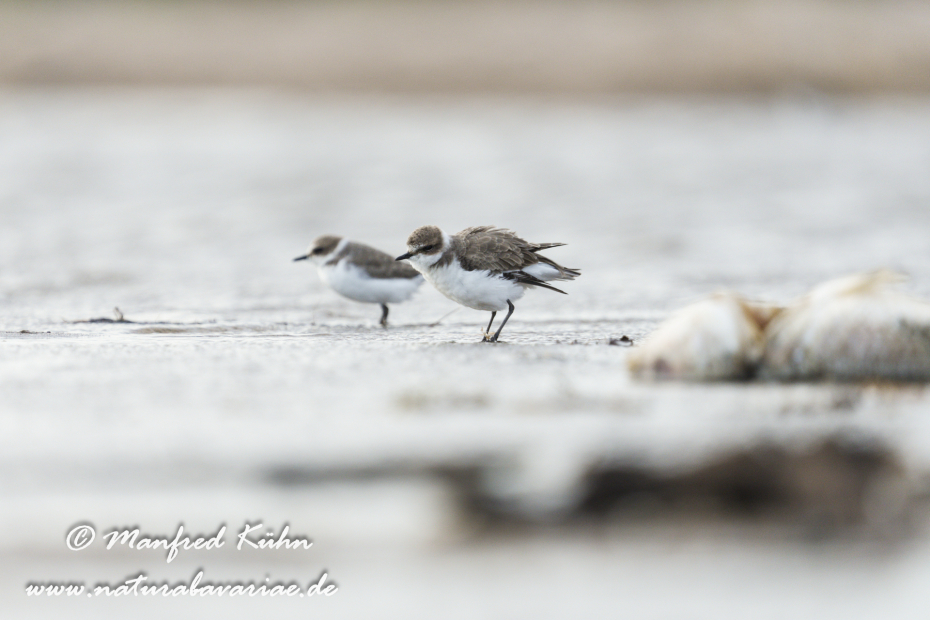 Seeregenpfeiffer ()_0066