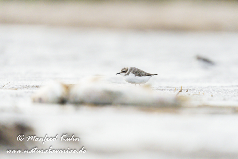 Seeregenpfeiffer ()_0068