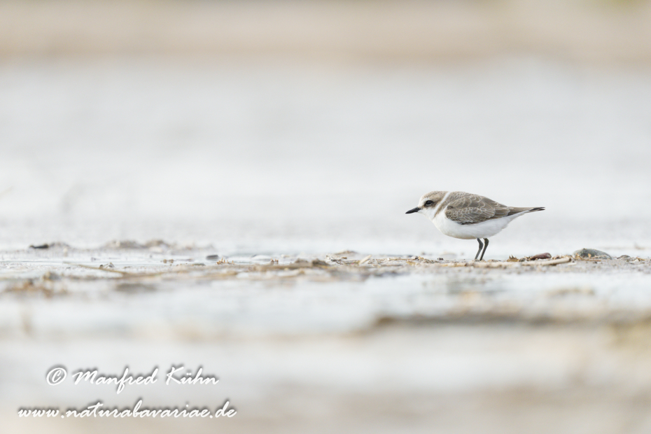 Seeregenpfeiffer ()_0077