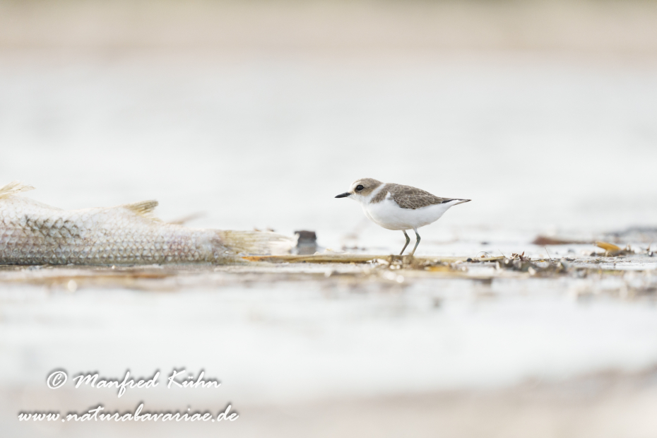 Seeregenpfeiffer ()_0080