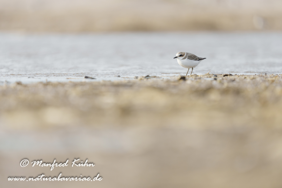 Seeregenpfeiffer ()_0100