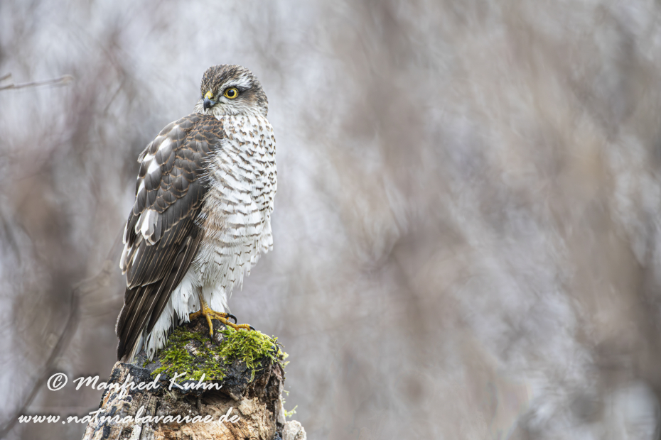 Sperber ()_0174