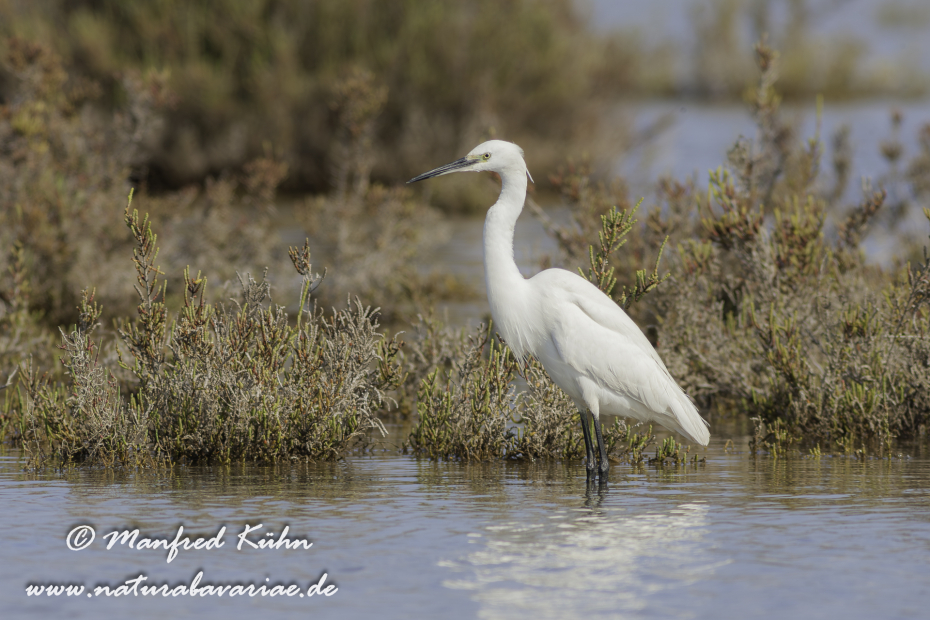 Seidenreiher ()_0015