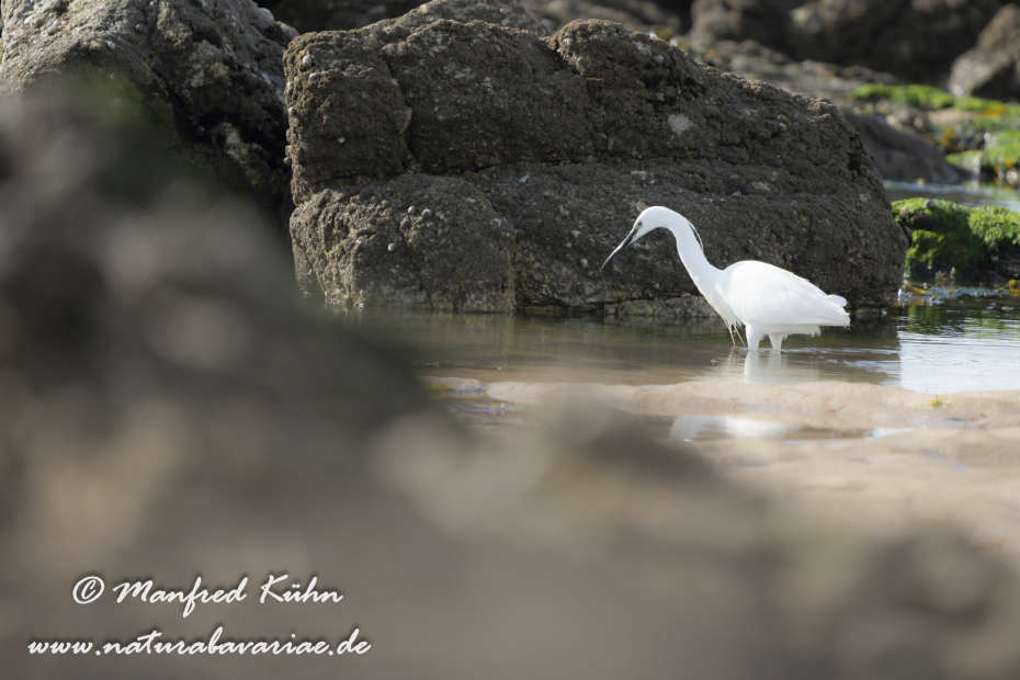 Seidenreiher ()_0102