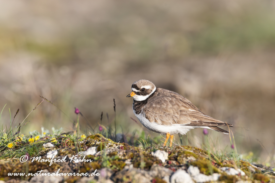 Sandregenpfeifer ()_0011