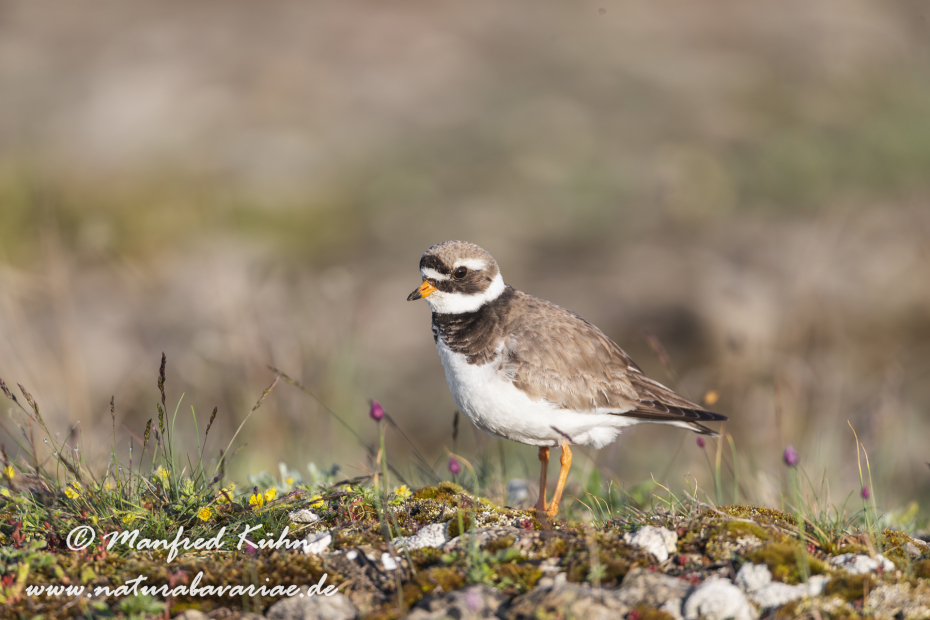 Sandregenpfeifer ()_0012
