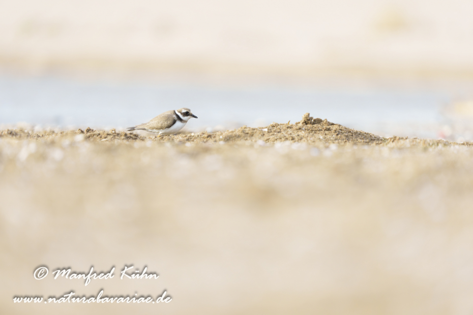 Sandregenpfeiffer ()_0030