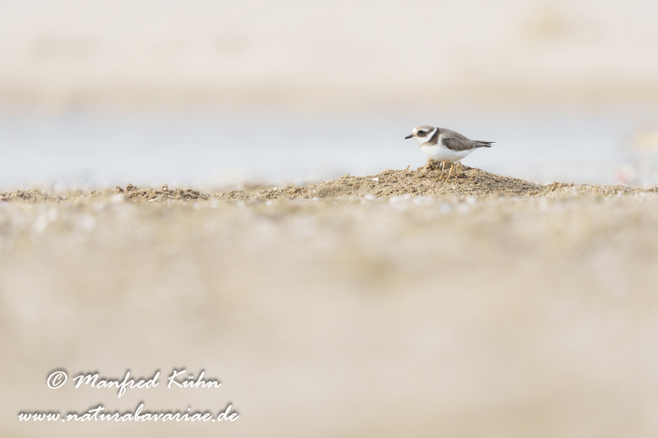 Sandregenpfeiffer ()_0041