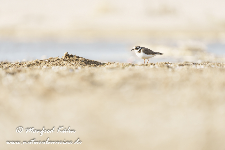 Sandregenpfeiffer ()_0047