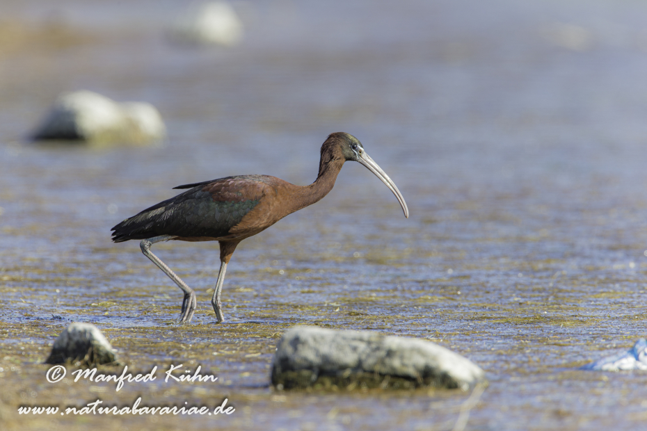 Sichler (Brauner)_0024