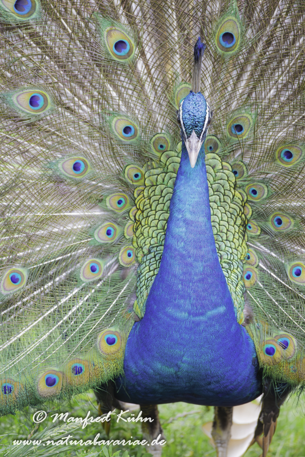 Pfau (Blauer)_0001