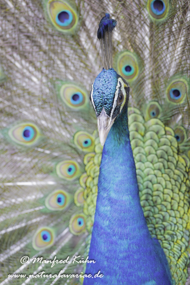Pfau (Blauer)_0007
