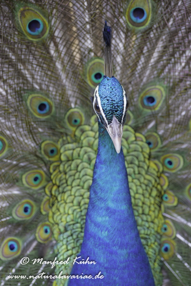 Pfau (Blauer)_0009