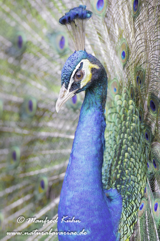 Pfau (Blauer)_0011
