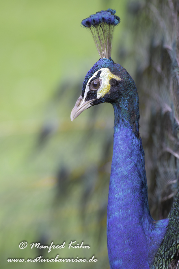 Pfau (Blauer)_0015
