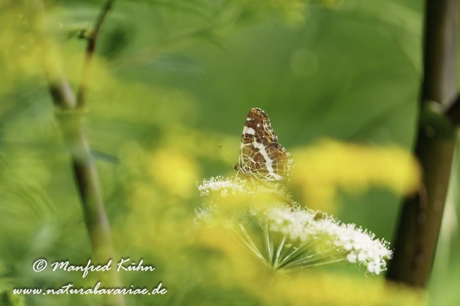 Landkärtchen (Sommer)_0058