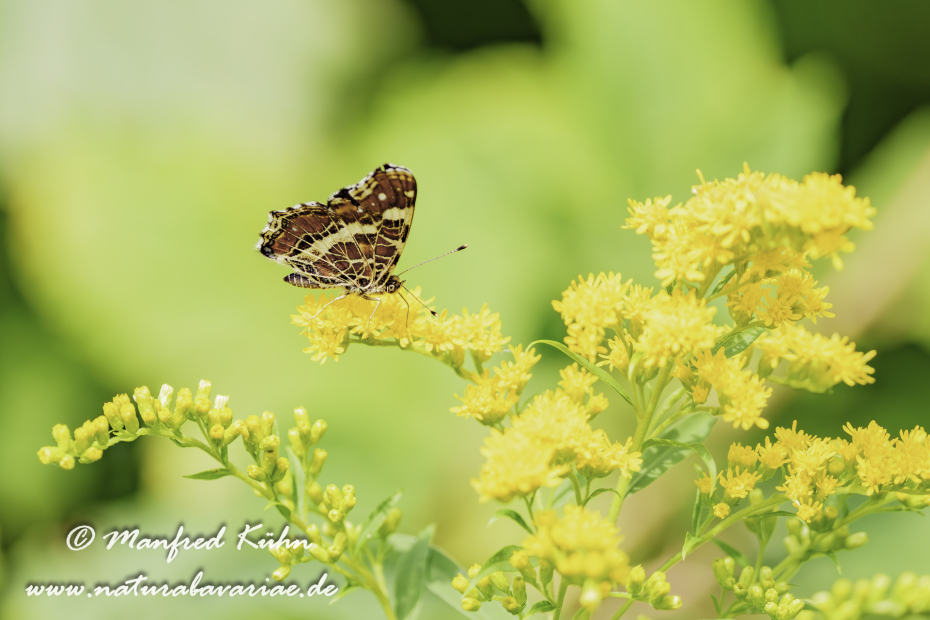 Landkärtchen (Sommer)_0065