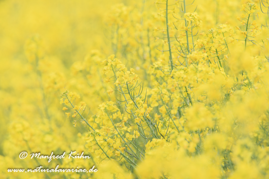 Raps ()_0008