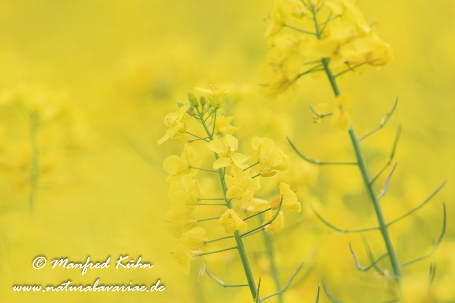 Raps ()_0012