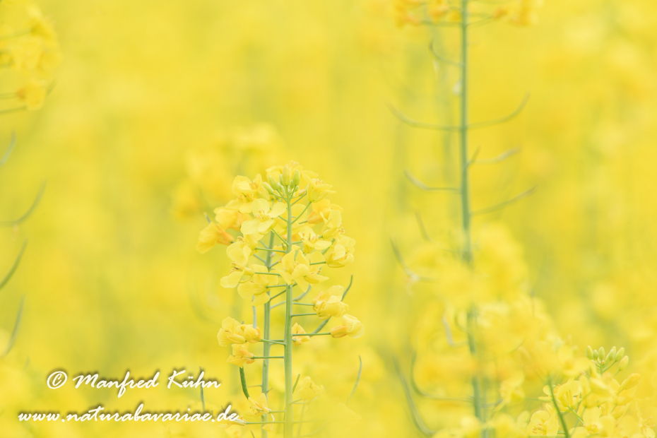 Raps ()_0013