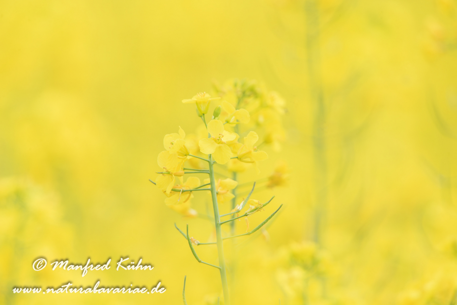 Raps ()_0016