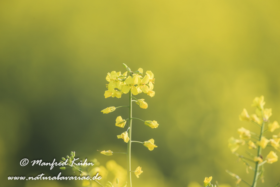 Raps ()_0046