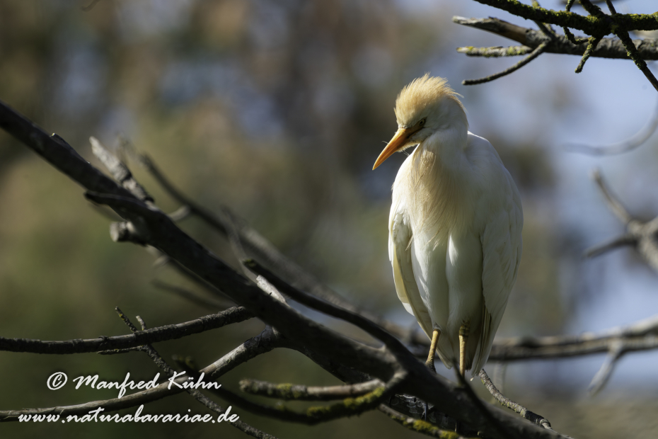 Kuhreiher ()_0069