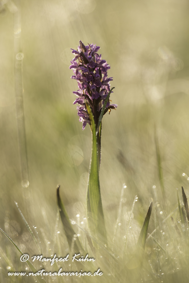 Knabenkraut (Fleischfarbenes ssp.)_0001