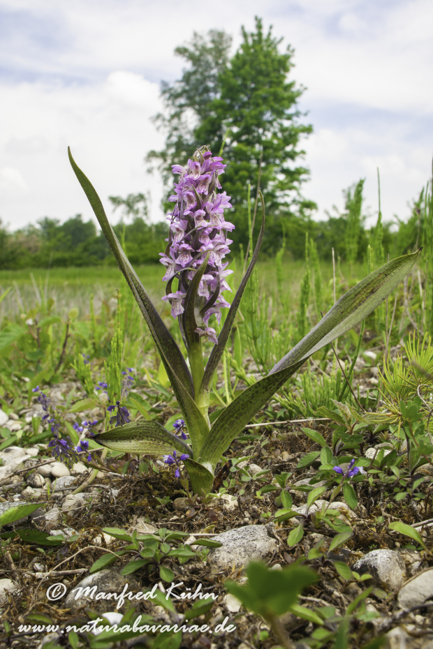 Knabenkraut (Fleischfarbenes ssp.)_0004