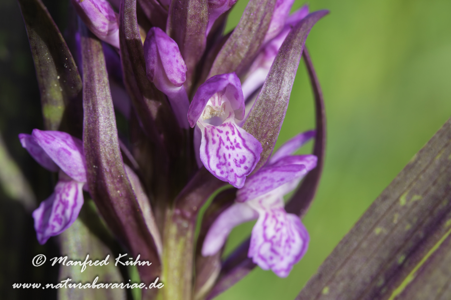 Knabenkraut (Fleischfarbenes ssp.)_0008
