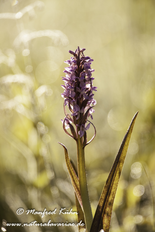 Knabenkraut (Fleischfarbenes ssp.)_0011