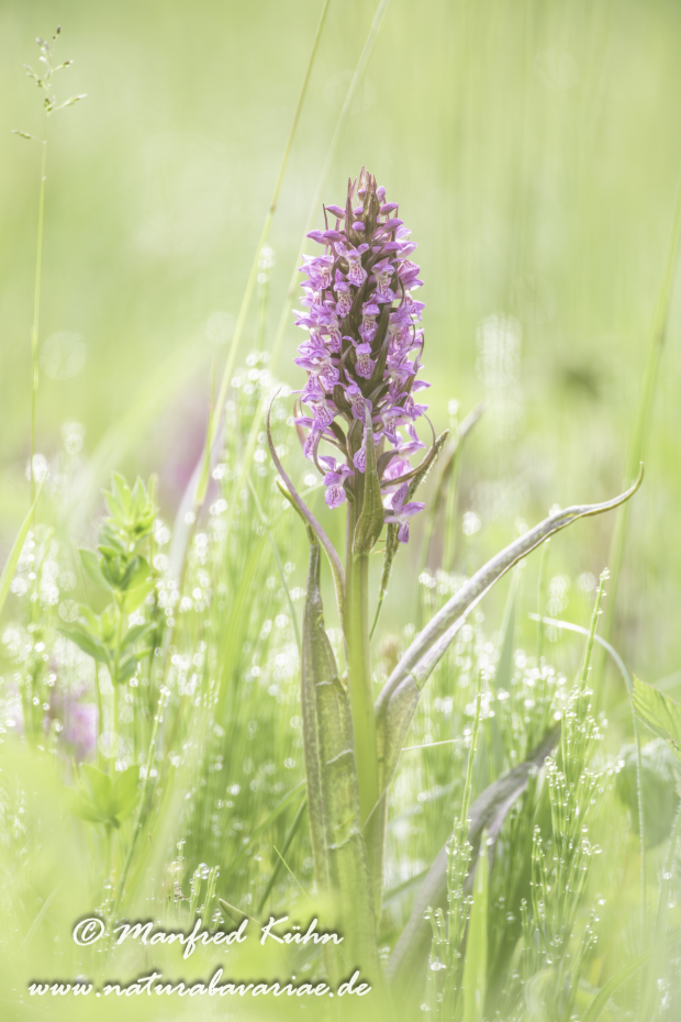 Knabenkraut (Fleischfarbenes ssp.)_0013